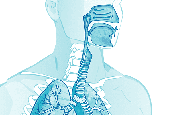 Xylitol Blocks Viral Adhesion: Study on Human Airway Tissue